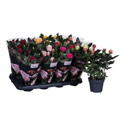 Nolina Roses | PatioHit® 