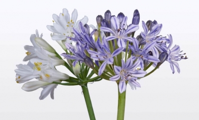 Nolina Agapanthus | Summer Love­™ Duo 24 cm
