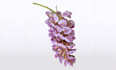 Nolina Wisteria | Amethyst Falls(PBR)  19 cm   