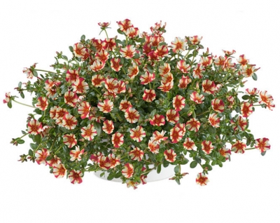 Portulaca | Campino™ Collection - Cherry