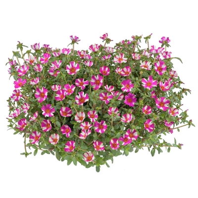 Nolina | Portulaca