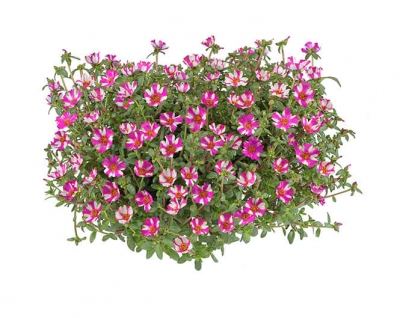 Nolina Portulaca | Campino™ Collection - Pitaya