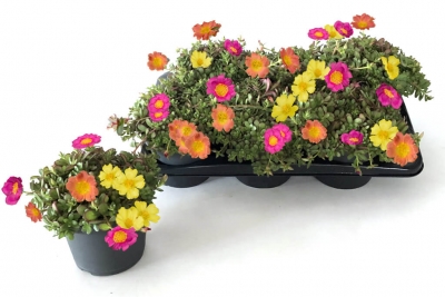  Portulaca | Nano™ Collection