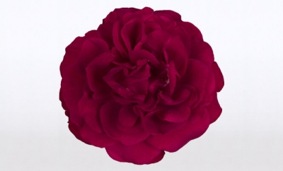 Nolina Roses | Renaissance® Red