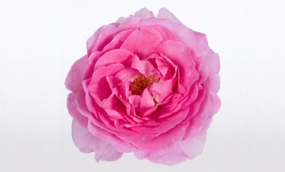 Nolina Roses | Renaissance® Light Pink