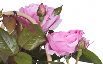 Nolina Roses |  Renaissance® 