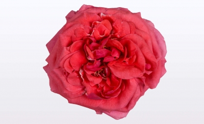 Nolina Roses | Renaissance® Orange