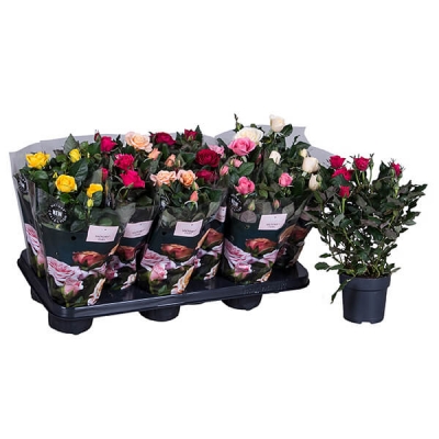 Nolina Roses | Victory® 