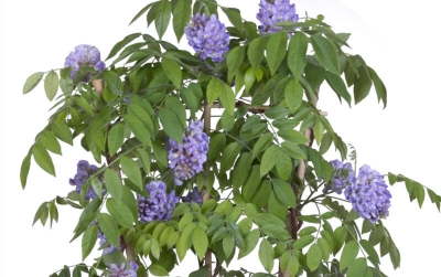 Nolina | Wisteria