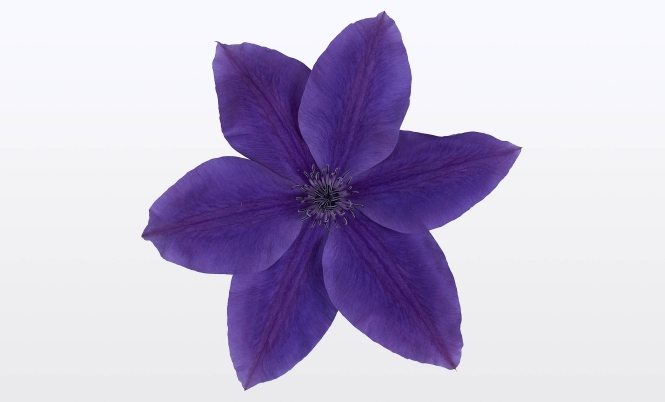 clematis-garland-masa-bloem.jpg
