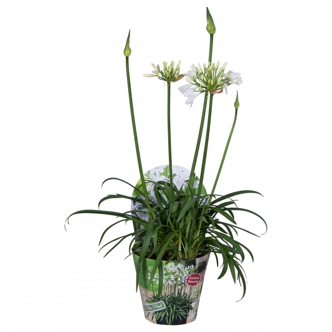 optimized_agapanthus-17cm-white-(met-potcover)-1.jpg