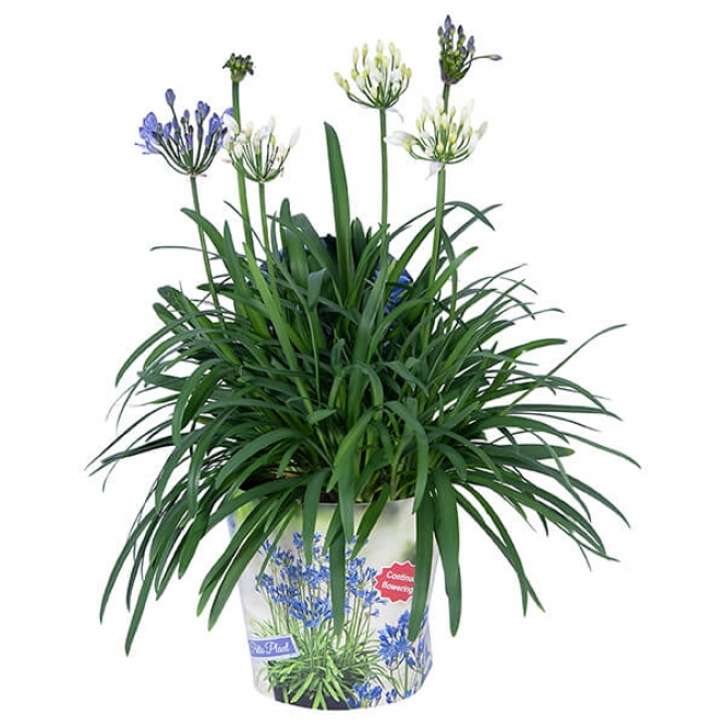 optimized_agapanthus-19cm-duo.jpg