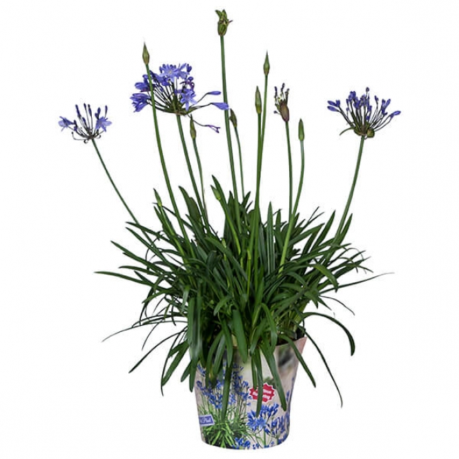 optimized_agapanthus-24cm-blue-(met-potcover)-1.jpg