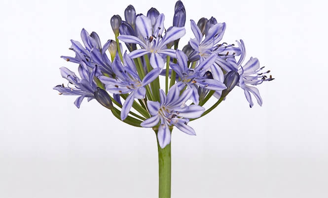 optimized_agapanthus-bloem-blauw.jpg