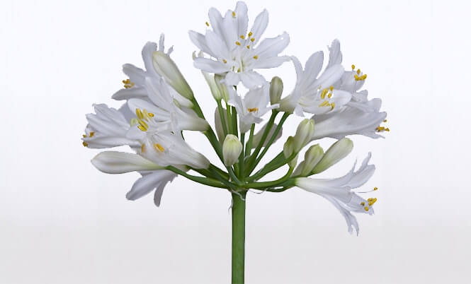 optimized_agapanthus-bloem-wit.jpg
