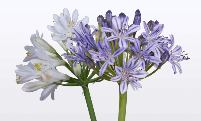 optimized_agapanthus-duo-blue-white.jpg
