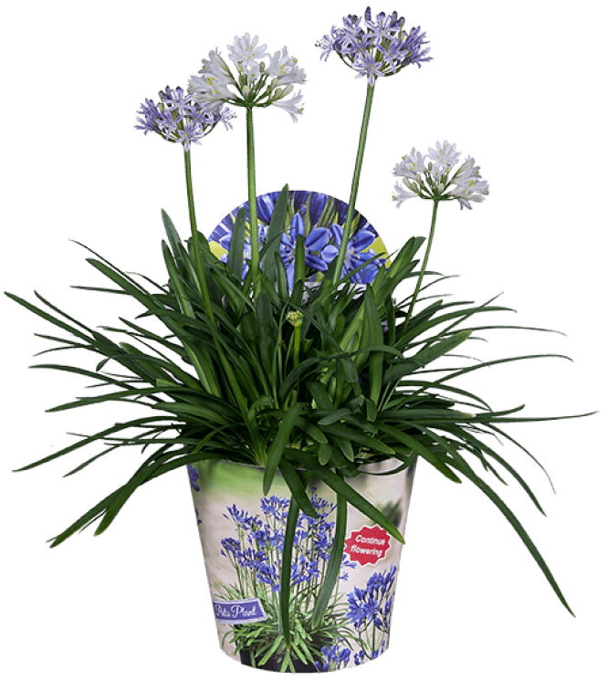 optimized_agapanthus-duo_2019-1.png