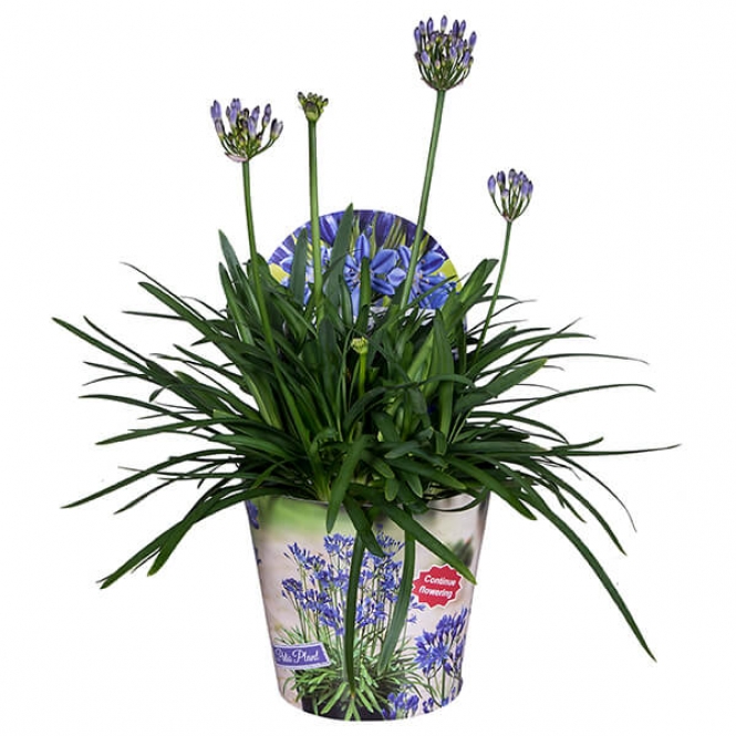 optimized_agapanthus-p19-wk-10-16-1.jpg