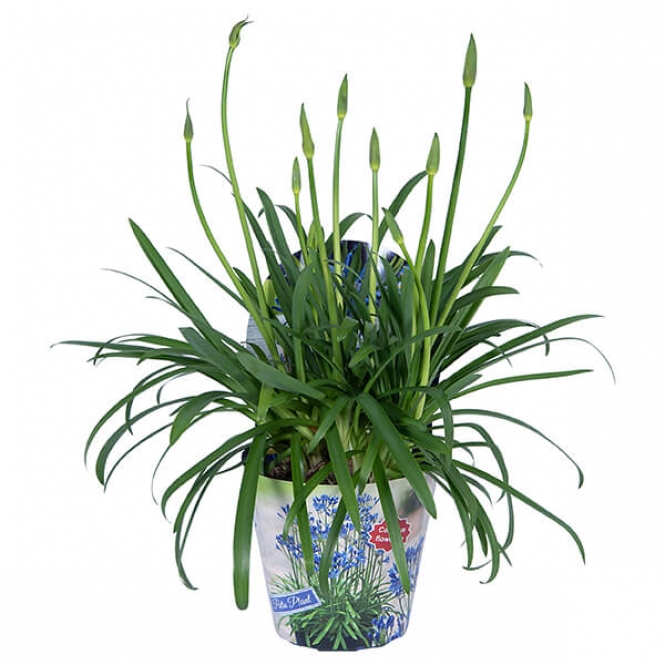 optimized_agapantus-17cm-blue-(met-potcover).jpg