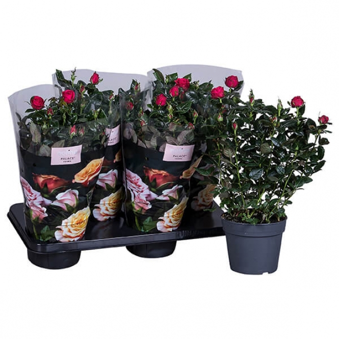 optimized_alicante-01-4gts-+losse-plant.jpg