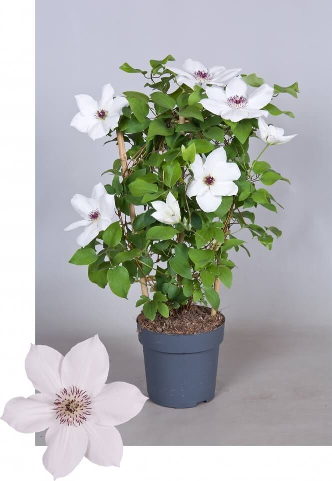 optimized_clematis-boulevard-ninon+.jpg