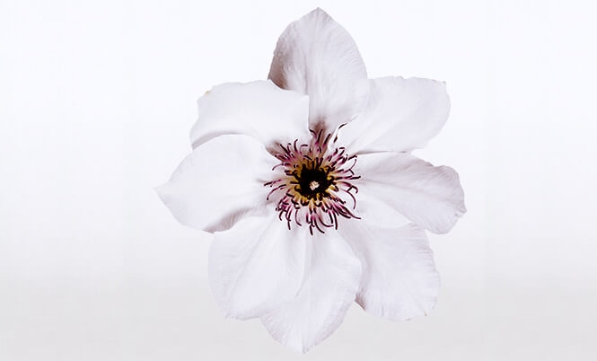optimized_clematis-boulevard-ninon-bloem.jpg