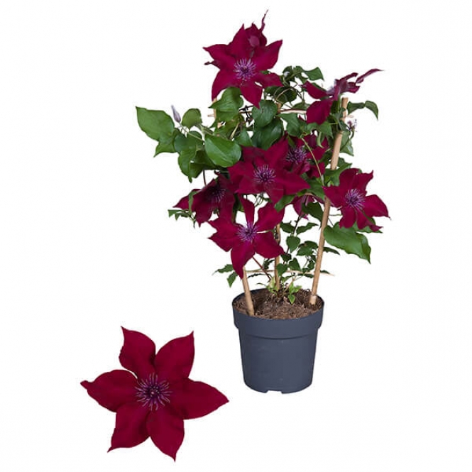 optimized_clematis-boulevard-nubia+-1.jpg