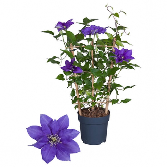 optimized_clematis-boulevard-olympia-+.jpg