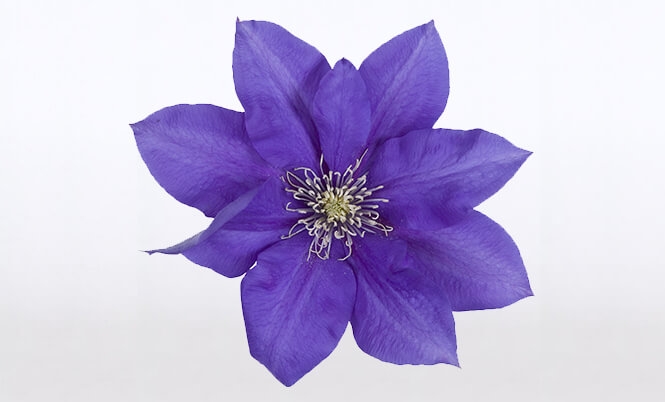 optimized_clematis-boulevard-olympia-bloem.jpg