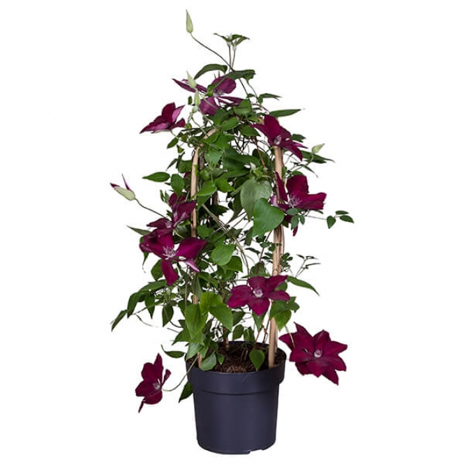 optimized_clematis-garland-hisako-2.jpg
