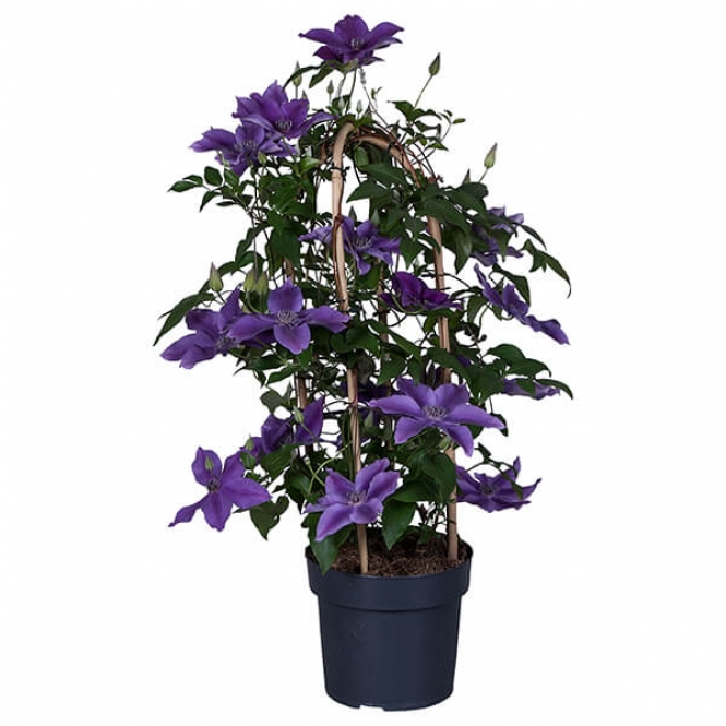 optimized_clematis-garland-masa-2.jpg