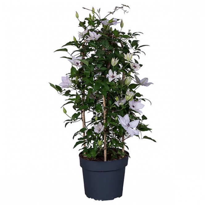 optimized_clematis-garland-tsukiko-1.jpg