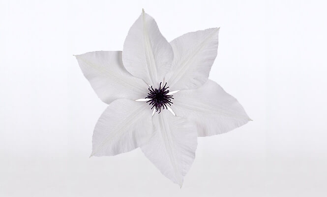 optimized_clematis-garland-tsukiko-bloem.jpg
