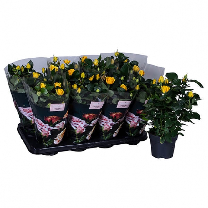 optimized_elouise01-8-gts-+-losse-plant-1.jpg