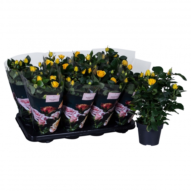 optimized_elouise01-8-gts-+-losse-plant-2.jpg