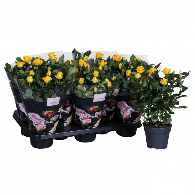 optimized_elouise12-8-gts-+-losse-plant-2.jpg