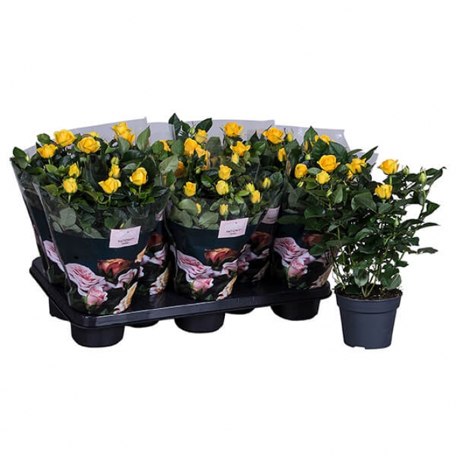 optimized_elouise12-8-gts-+-losse-plant.jpg