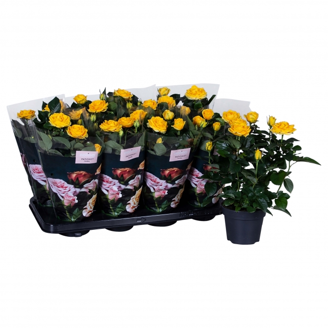 optimized_elouise23-8-gts-+-losse-plant-2.jpg