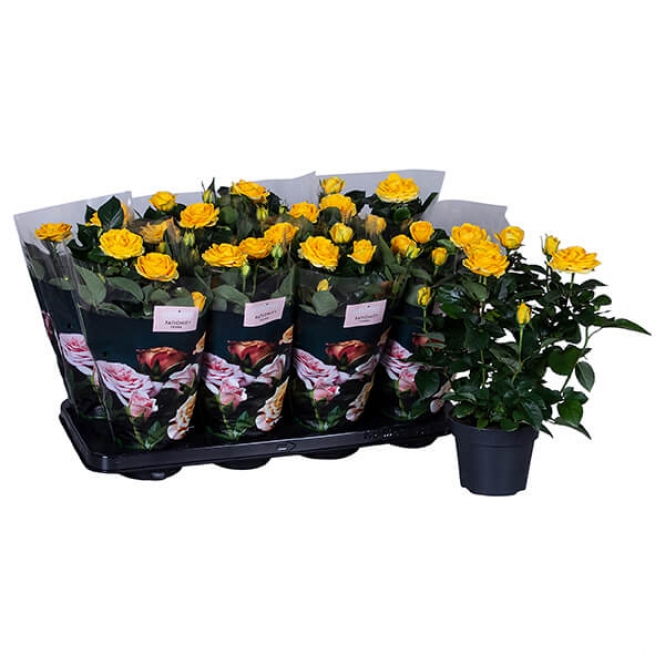 optimized_elouise23-8-gts-+-losse-plant.jpg