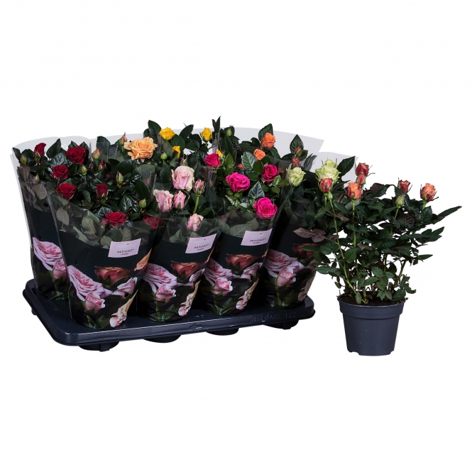 optimized_gemengd-1-2-488-nolina-hoes+plant-1.jpg