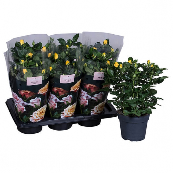 optimized_hema-0-1-306-nolina-hoes-+plant-1.jpg