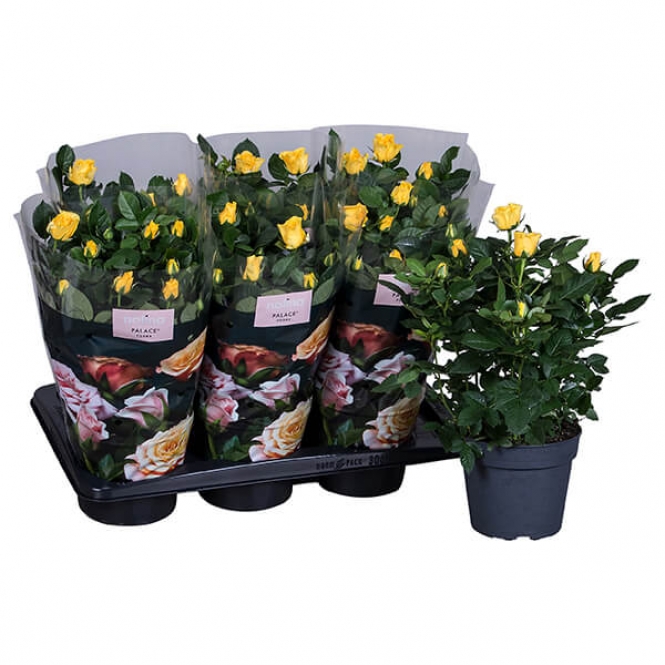 optimized_hema-1-2-306-nolina-hoes-+plant.jpg