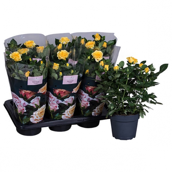 optimized_hema-2-3-306-nolina-hoes-+plant.jpg