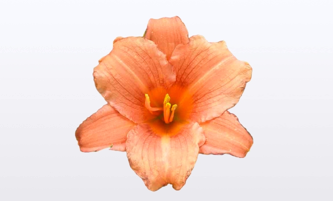 optimized_hemerocallis-everydaylily-pink-wing-bloem-1.jpg