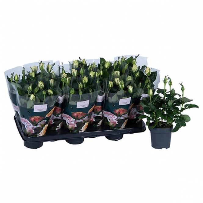 optimized_honora-0-1-412-nolina-hoes-+bloem-1.jpg