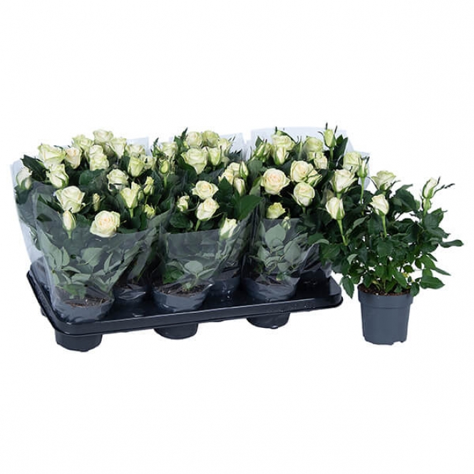 optimized_honora-2-3-412-nolina-hoes-+plant-1.jpg