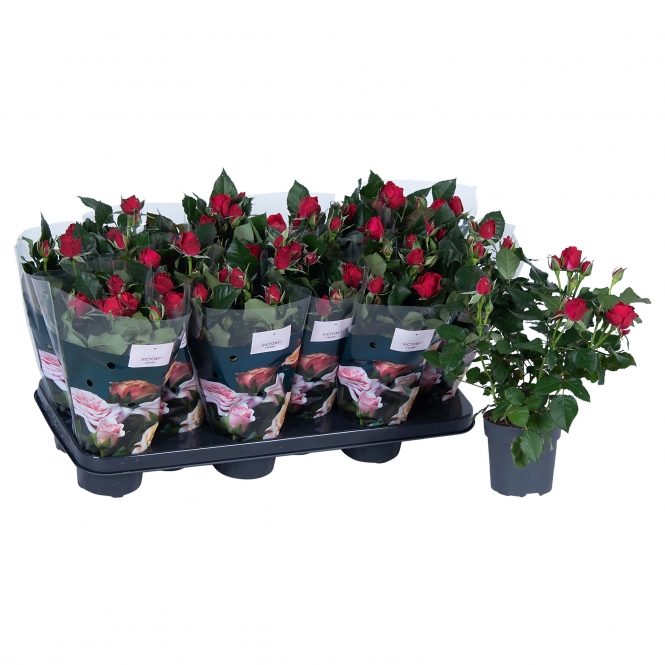 optimized_isabel-1-2-412-nolina-hoes-+bloem-1.jpg