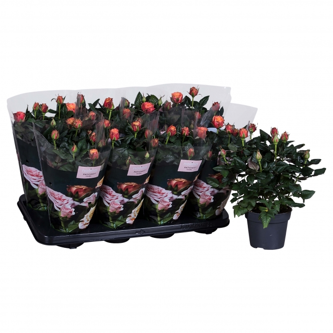optimized_lenora-0-1-488-+plant-1.jpg