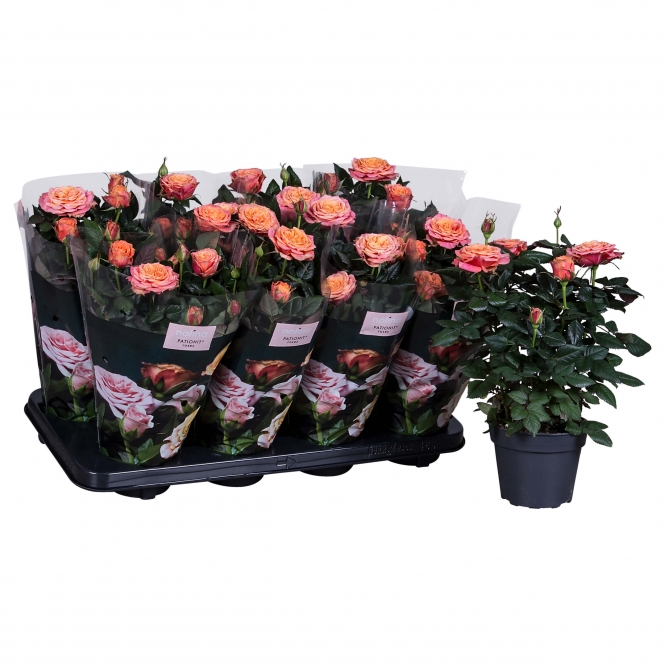 optimized_lenora-2-3-488-+plant-1.jpg