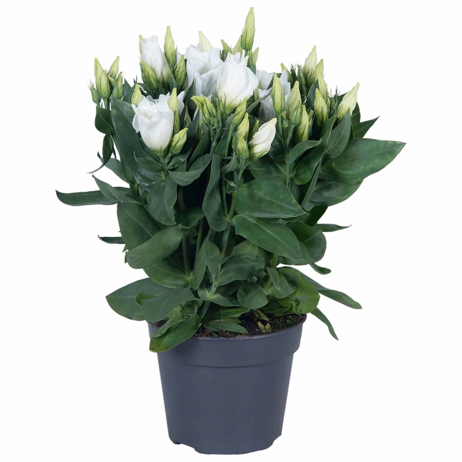 optimized_lisianthus-ivory-zonder-hoes_lr.jpg